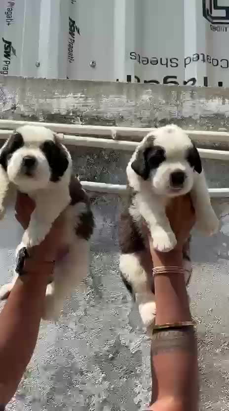 Saint Bernard Puppy, farm video
