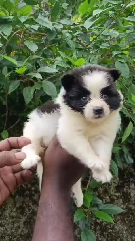 Pomeranian Puppy, farm video