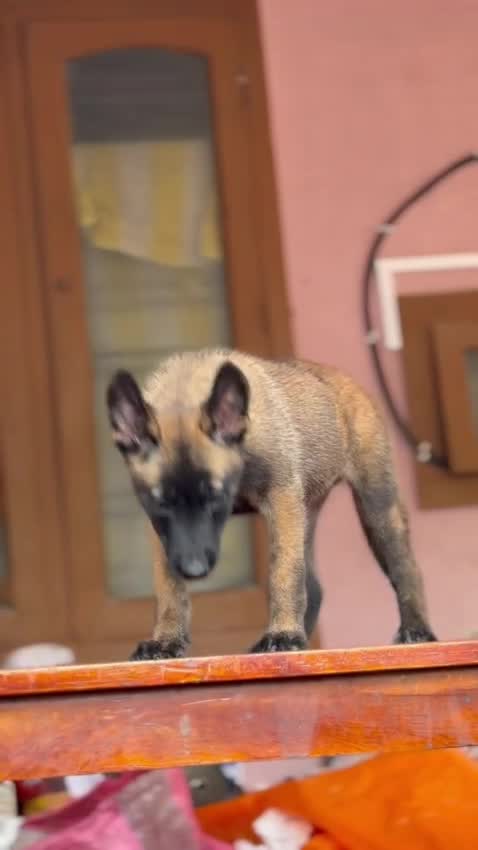 Belgian Malinois Puppy, farm video