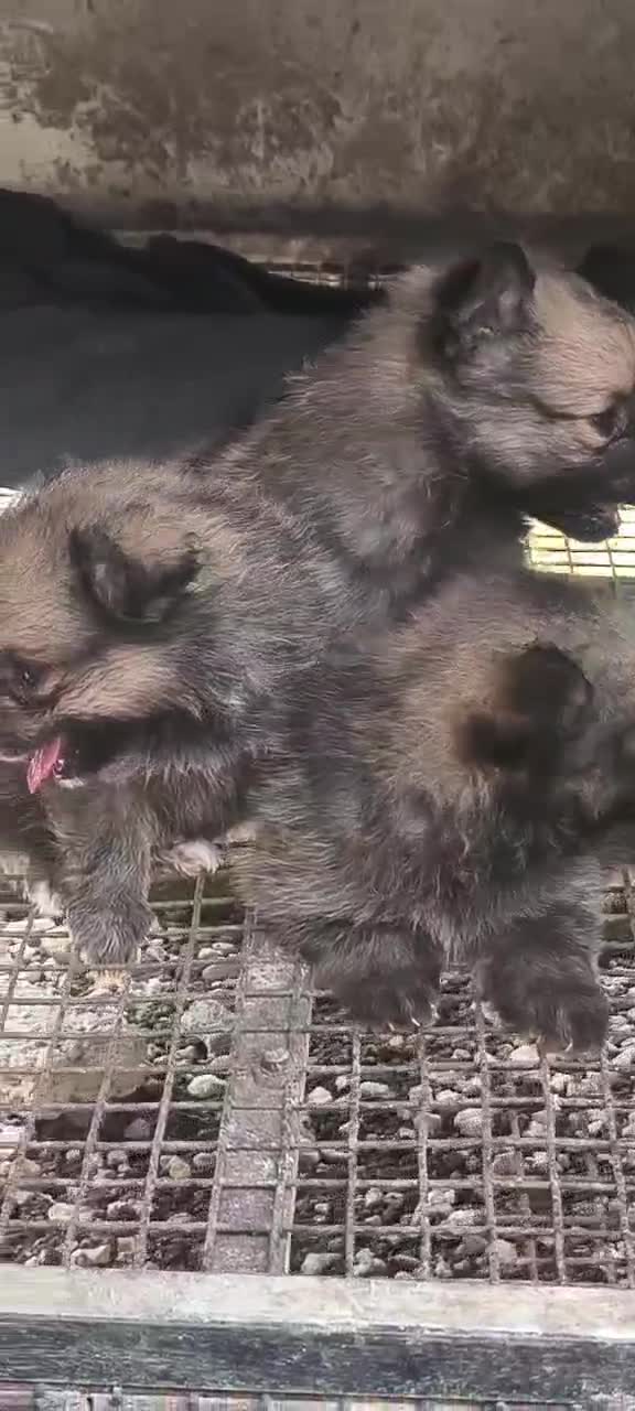 Pomeranian Puppy, farm video