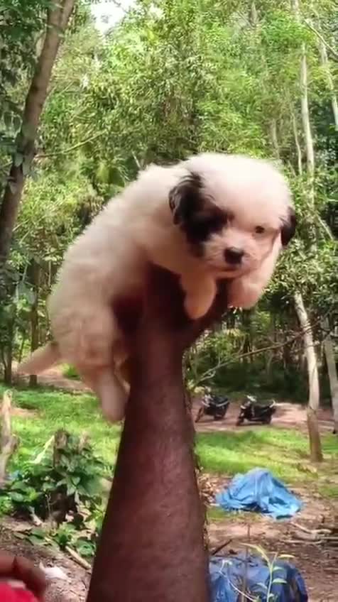 Shih Tzu | Tri Color Puppy, farm video