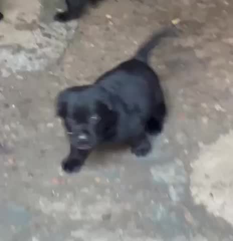 Beagle Black & Tan Puppy, farm video