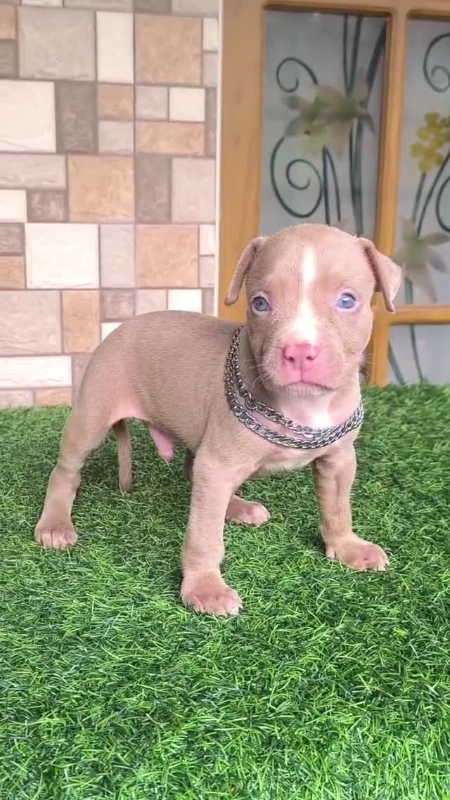 Pitbull Terrier Puppy, farm video