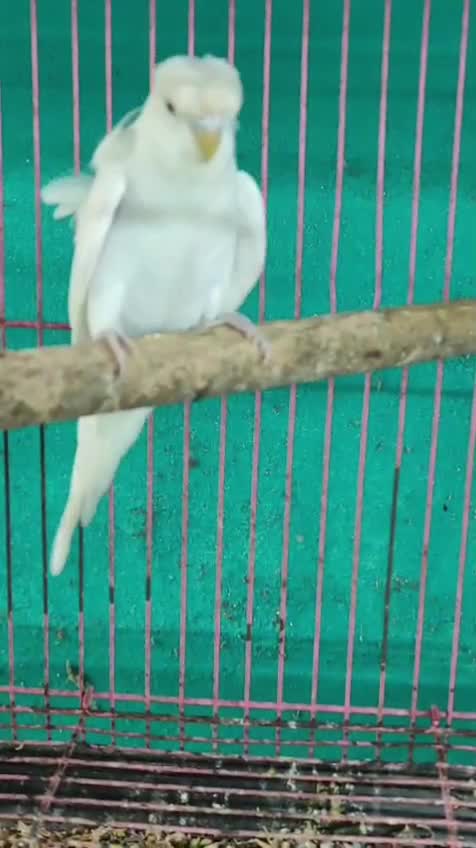 Helicopter Budgies, farm video