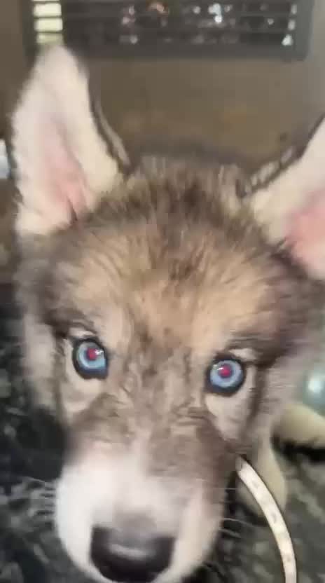 Siberian Husky Puppy | Black & White Color, farm video