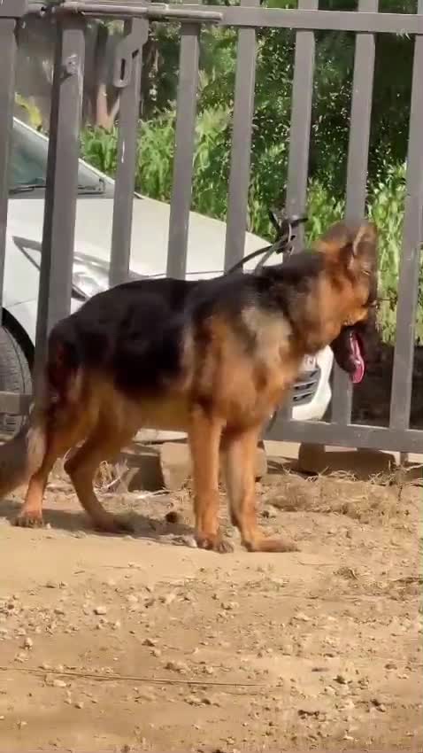 German Shepherd Puppy, farm video