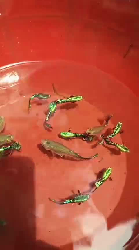 Bearded Dragon, farm video