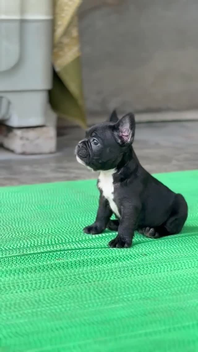 French Bulldog Puppy | Fawn, farm video