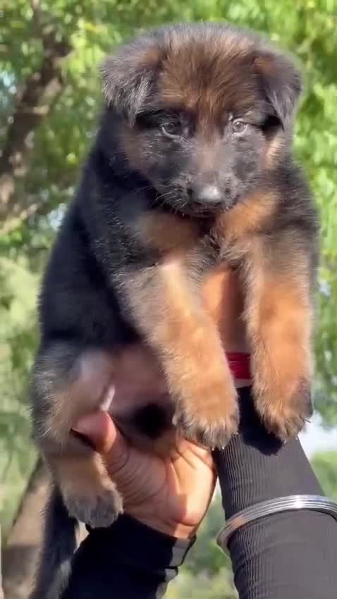 German Shepherd Puppy, farm video