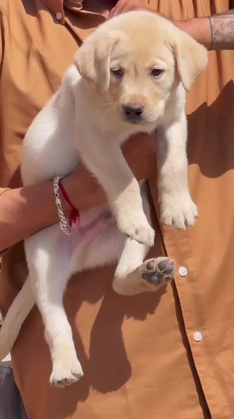 Beagle Black & Tan Puppy, farm video
