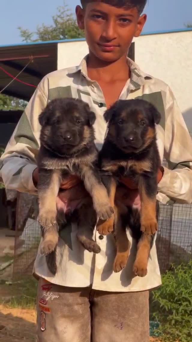 German Shepherd Puppy, farm video