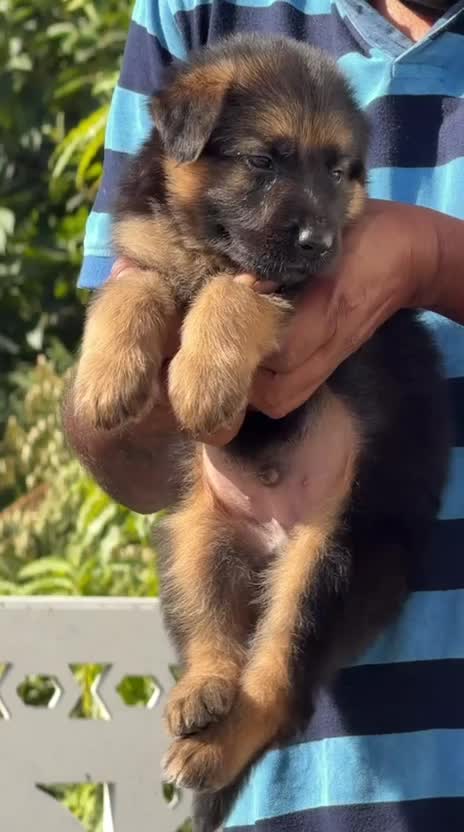 German Shepherd Puppy, farm video
