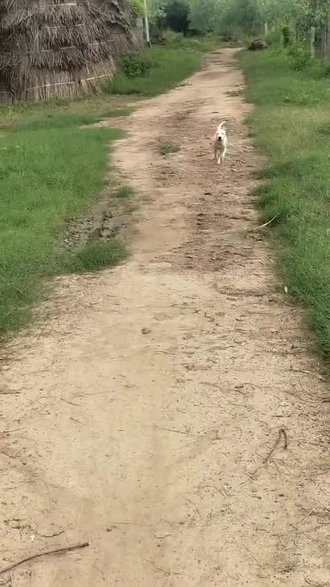 Dogo Argentino Puppy, farm video
