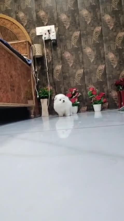 Pomeranian Puppy, farm video
