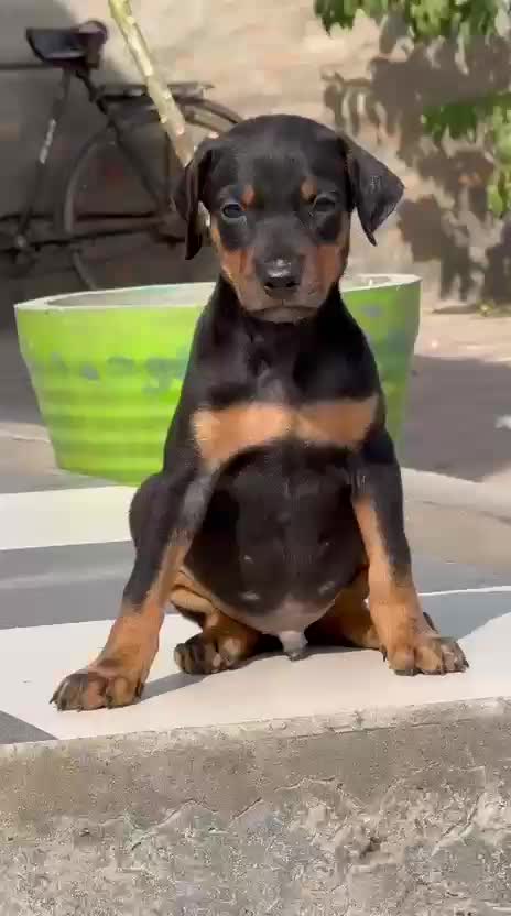 Doberman Pinscher Puppy, farm video