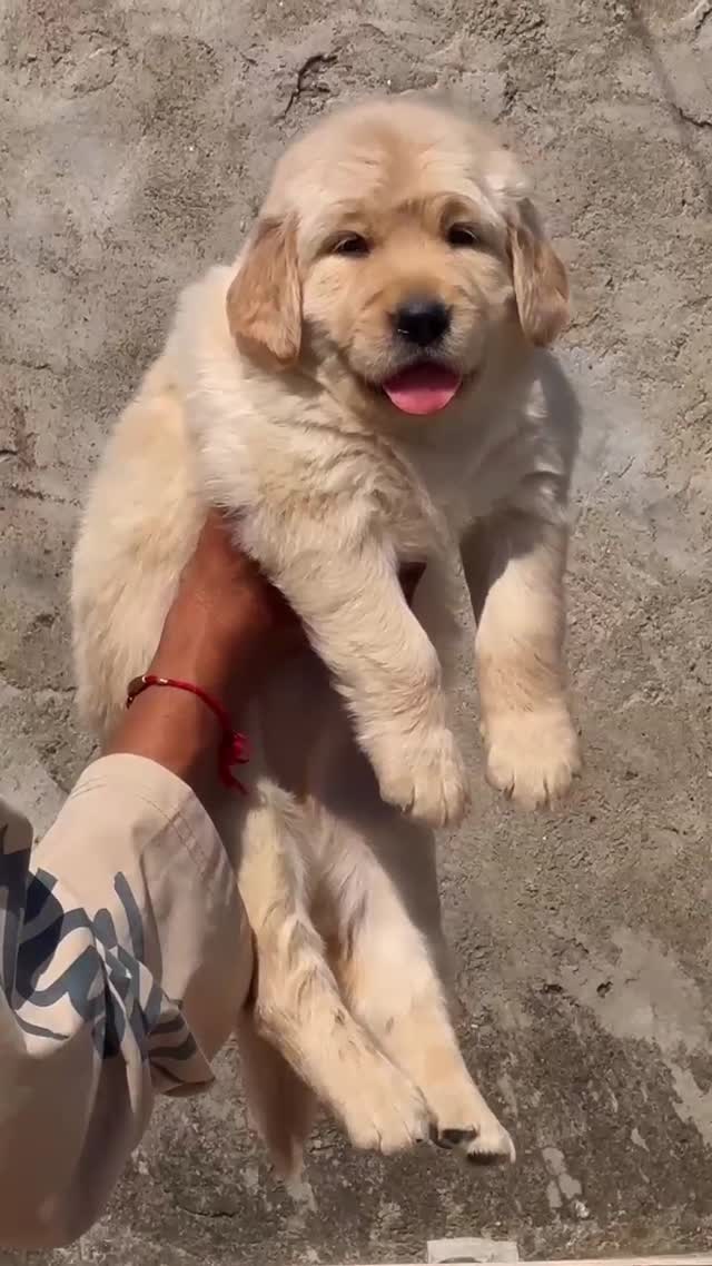 Golden Retriever, farm video