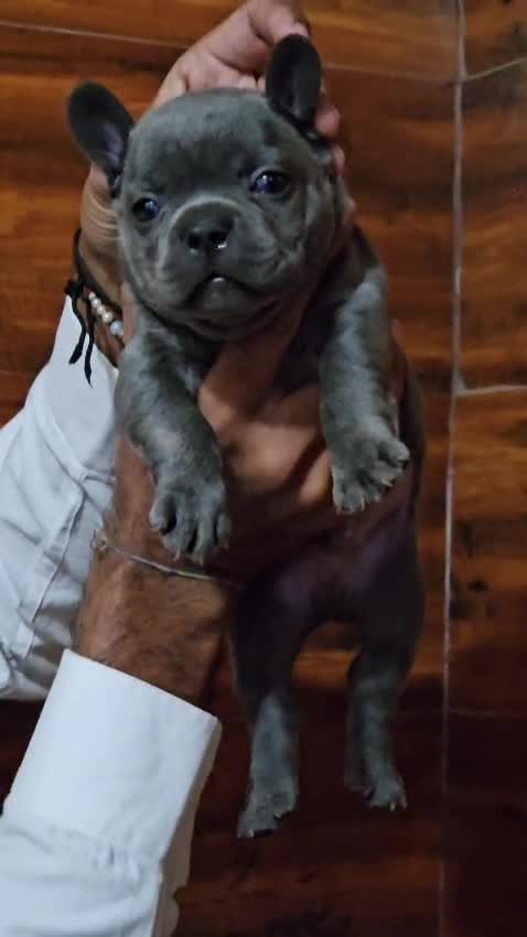 French Bulldog Puppy | Fawn, farm video