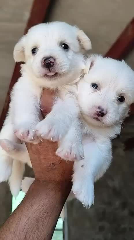 Pomeranian Puppy, farm video