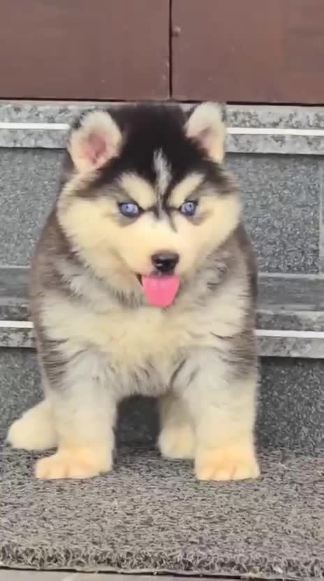 Siberian Husky Puppy | Black & White Color, farm video