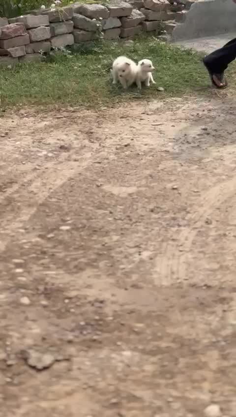 Culture Pom Puppy | White Color, farm video