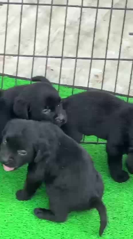 Beagle Black & Tan Puppy, farm video