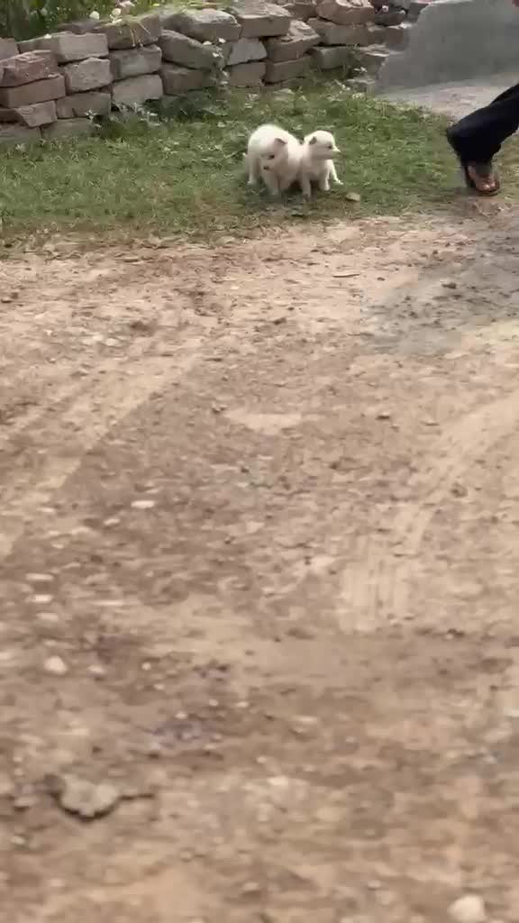 Pomeranian Puppy, farm video