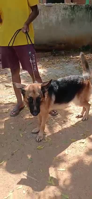 German Shepherd Puppy, farm video