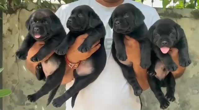 Beagle Black & Tan Puppy, farm video