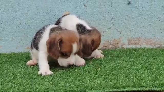Beagle Black & Tan Puppy, farm video