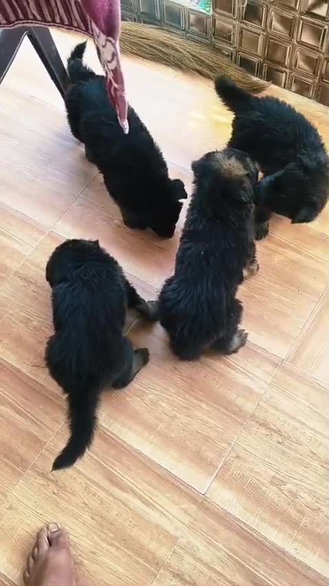 German Shepherd Puppy, farm video