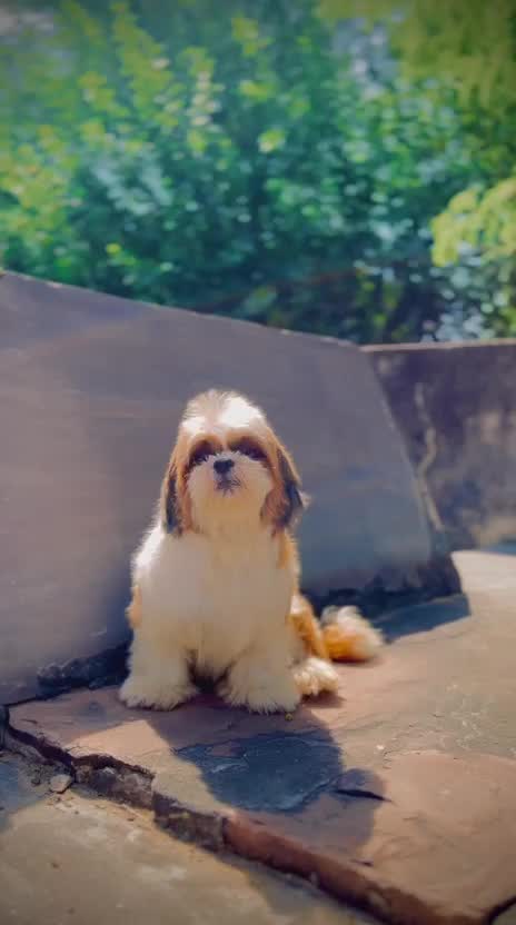 Shih Tzu Puppy Brown & White, farm video