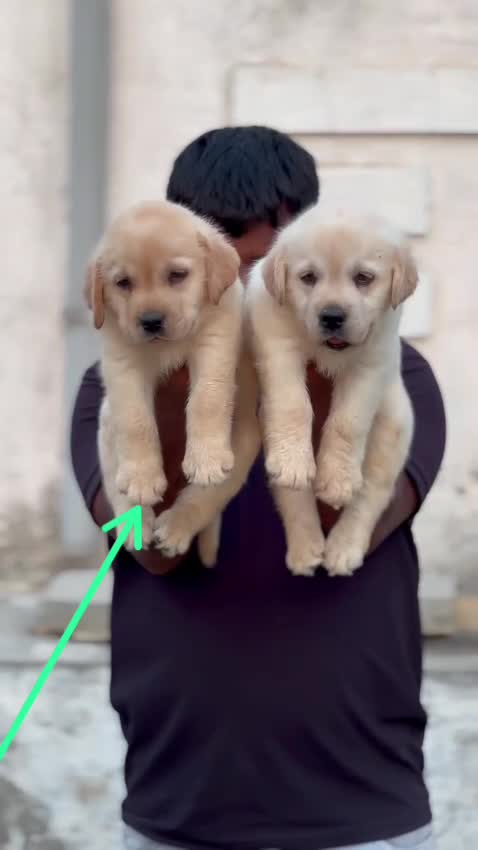 Beagle Black & Tan Puppy, farm video