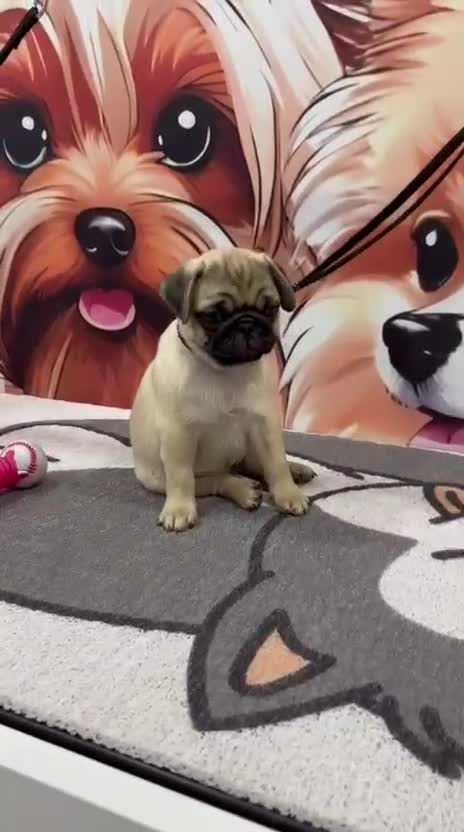 Pug Puppy, farm video