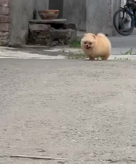 Toy Poodle Puppy, farm video