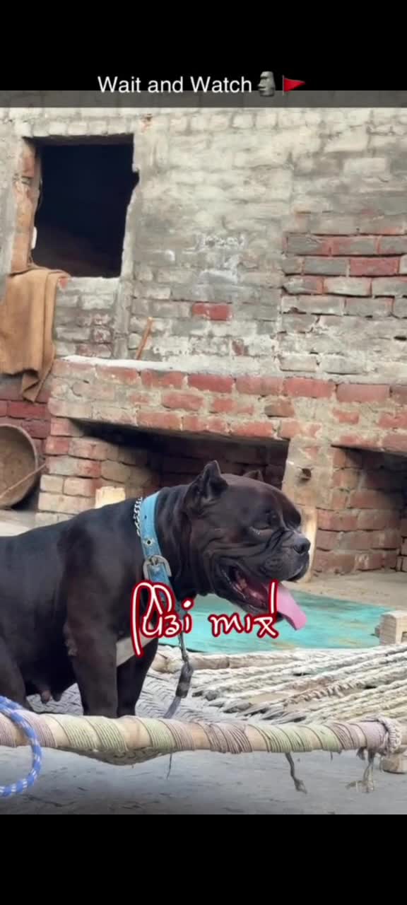 American Bully Pocket Size Puppy, farm video