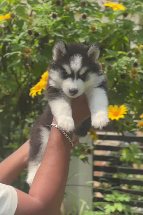 Siberian Husky Puppy | Black & White Color, farm video