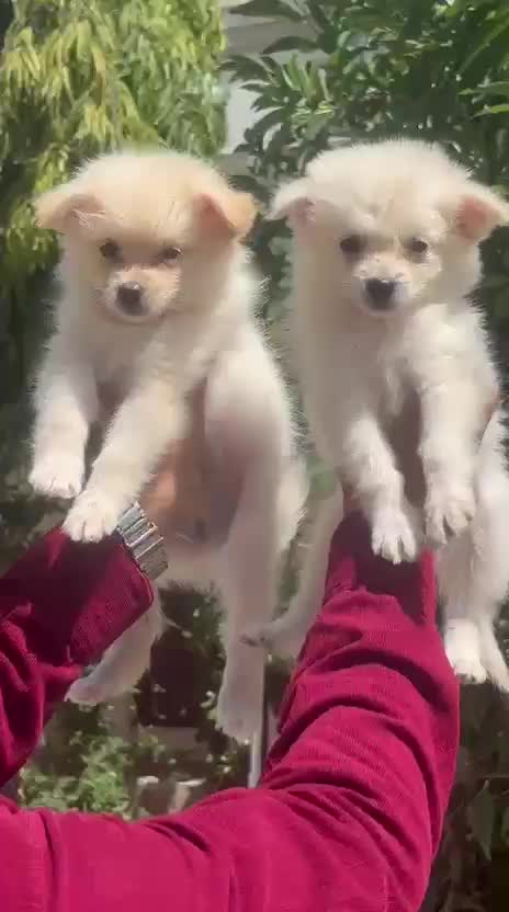 Culture Pom Puppy | White Color, farm video
