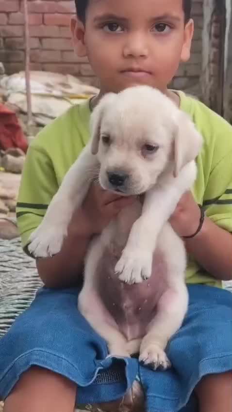 Beagle Black & Tan Puppy, farm video