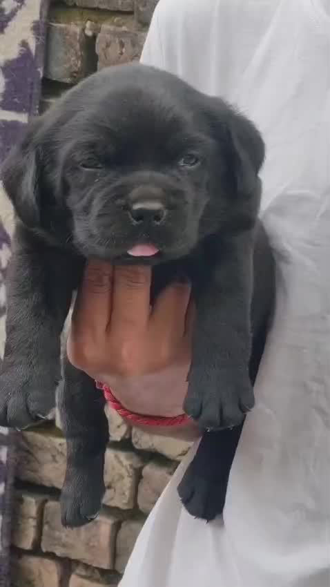 Beagle Black & Tan Puppy, farm video