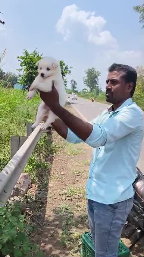 Culture Pom Puppy | White Color, farm video