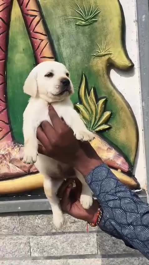 Beagle Black & Tan Puppy, farm video