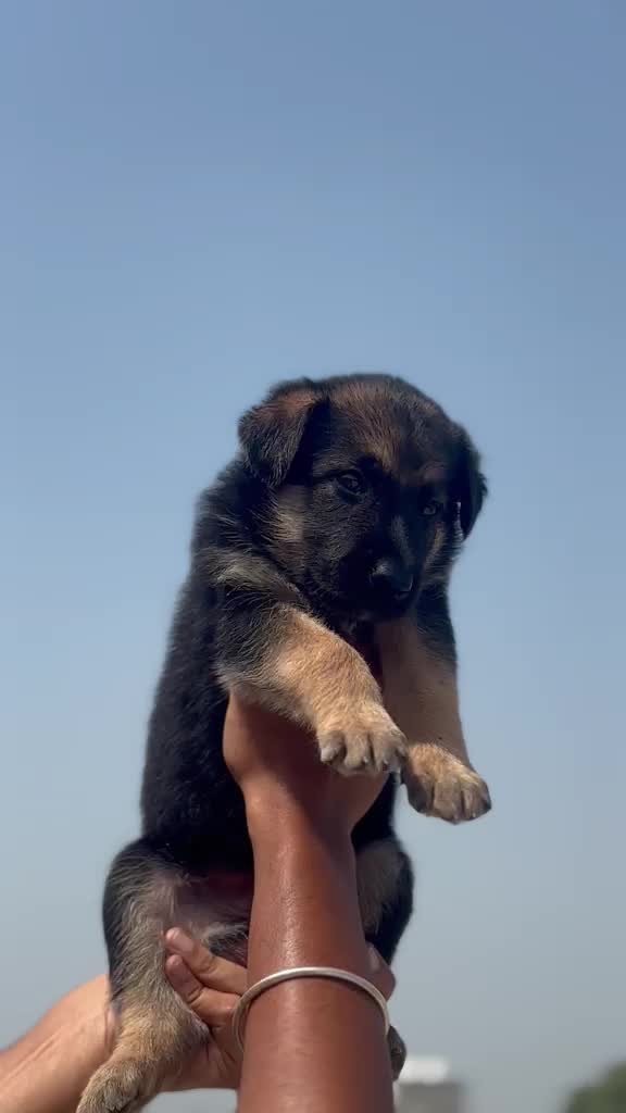 German Shepherd Puppy, farm video