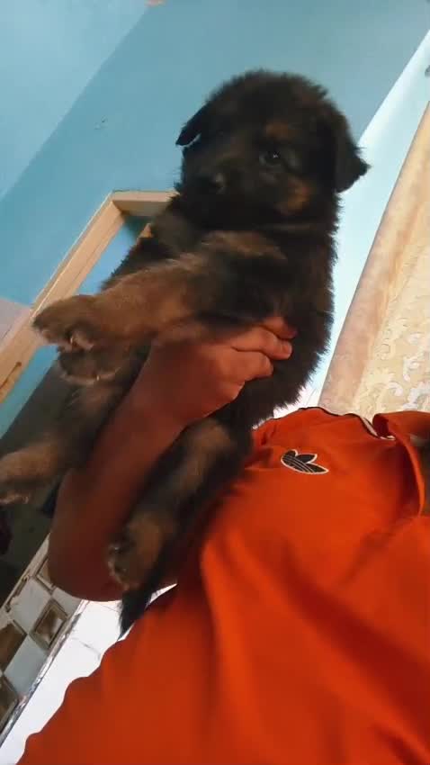 German Shepherd Puppy, farm video