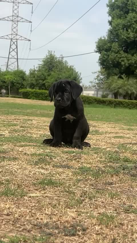 Cane Corso Puppy, farm video