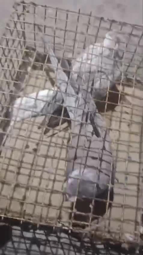 Cockatiel, farm video