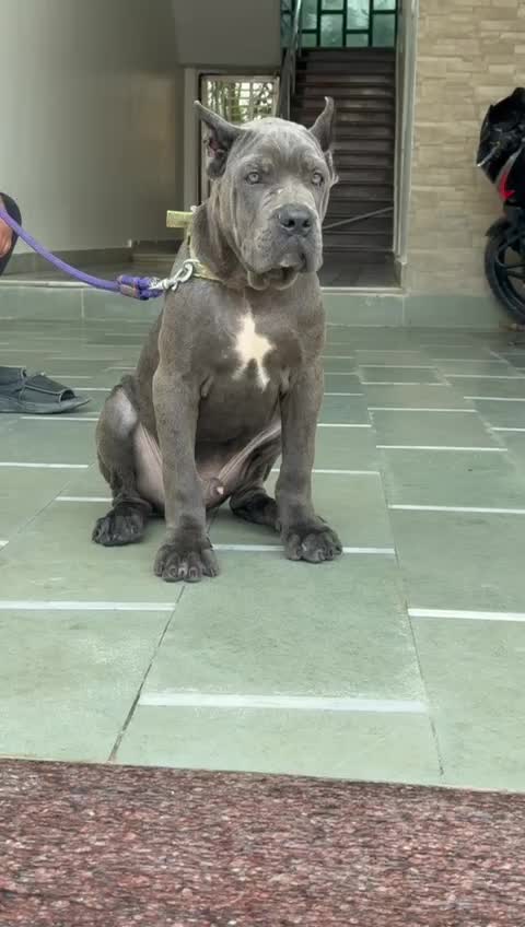 Cane Corso Puppy, farm video