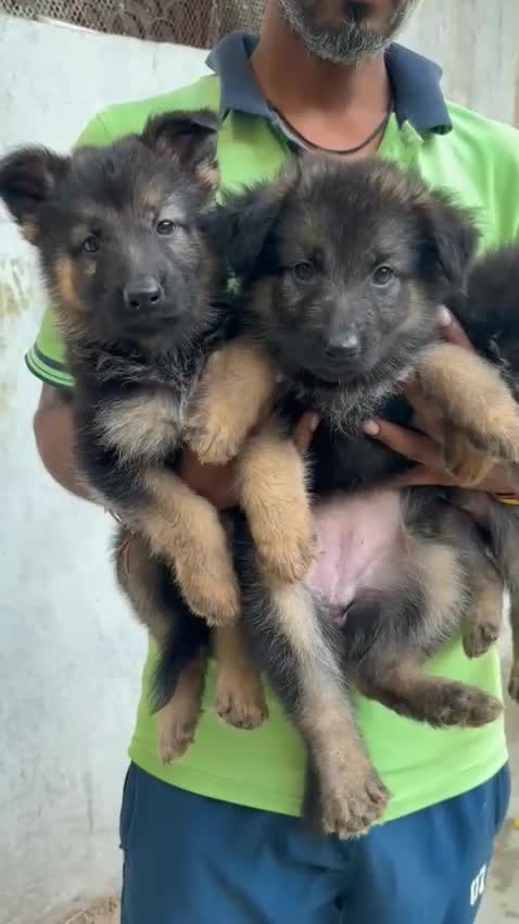 German Shepherd Puppy, farm video