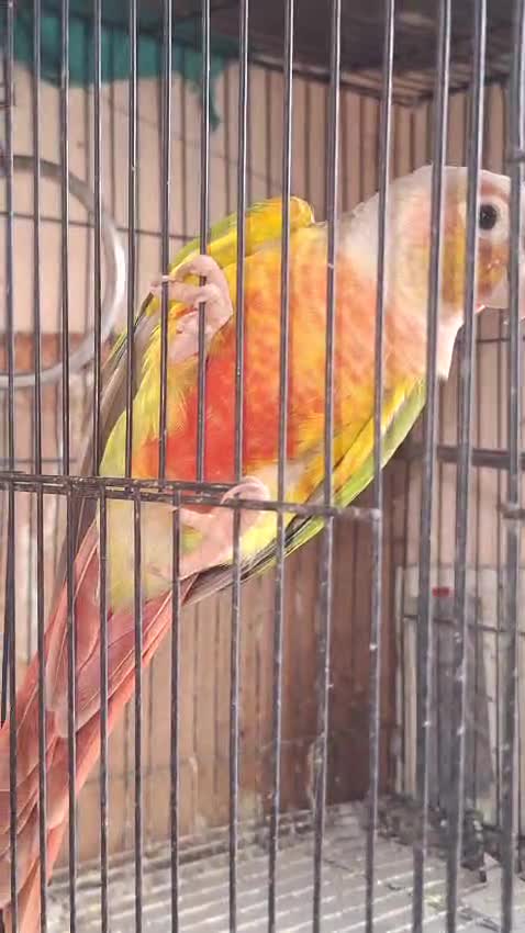Pineapple Headed Conure, farm video