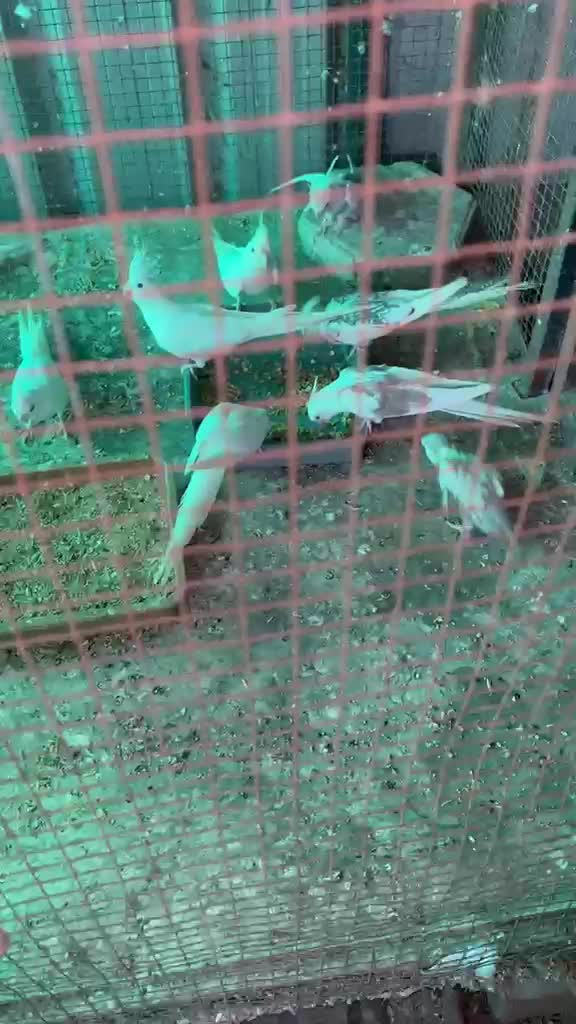Cockatiel, farm video