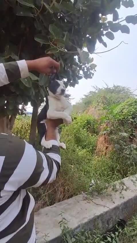 Pitbull Terrier Puppy, farm video